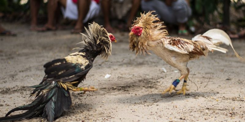 expert-tips-for-safe-and-profitable-online-cockfighting
