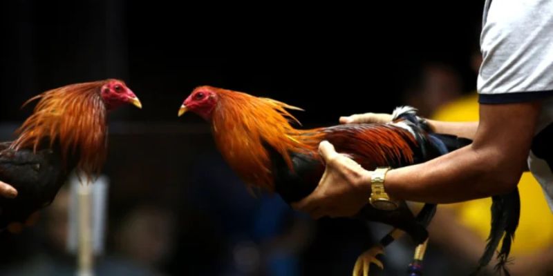 expert-tips-for-safe-and-profitable-online-cockfighting-Advanced
