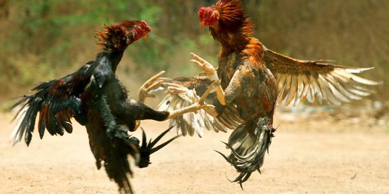 expert-tips-for-safe-and-profitable-online-cockfighting-Works