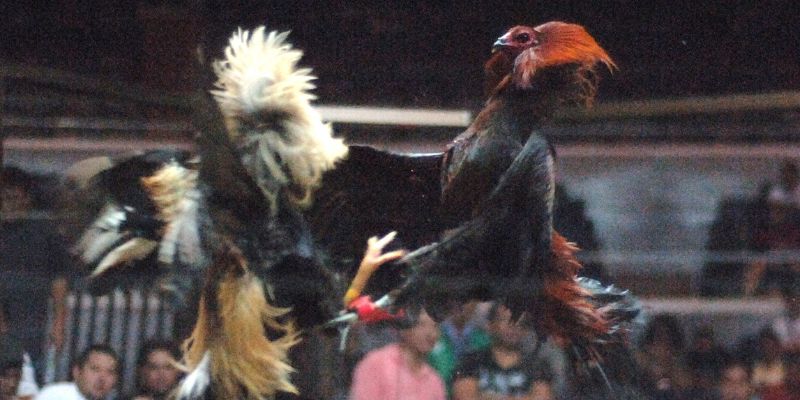 expert-tips-for-safe-and-profitable-online-cockfighting-Applying 